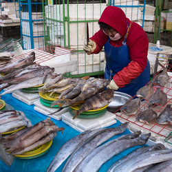 A fish seller at Garak market's fish section.