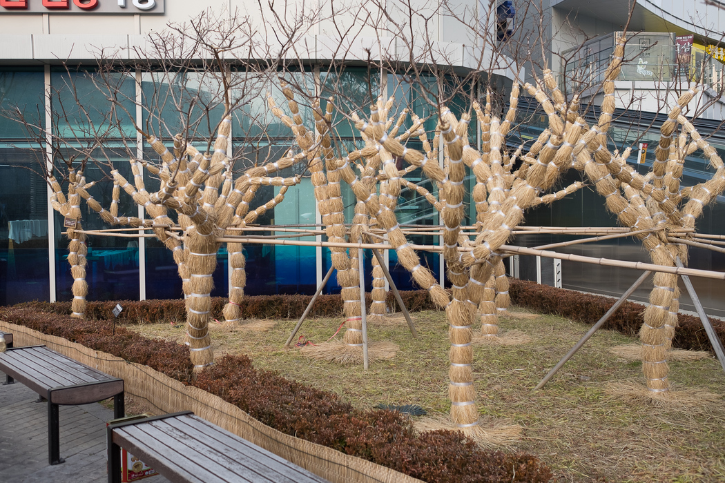 Straw protecting trees from frost, near Garak market, Seoul.