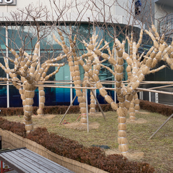 Straw protecting trees from frost, near Garak market, Seoul.