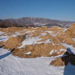 Piles of woodchips, waiting to be turned into compost. The apple farm.