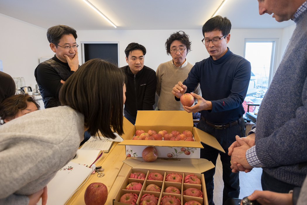 Son Ki-hong explains the apple project's approach to the apples' stalks.