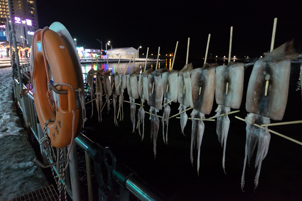 Squid drying in the frozen air, Sokcho.