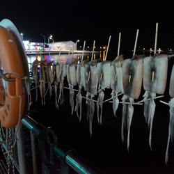 Squid drying in the frozen air, Sokcho.