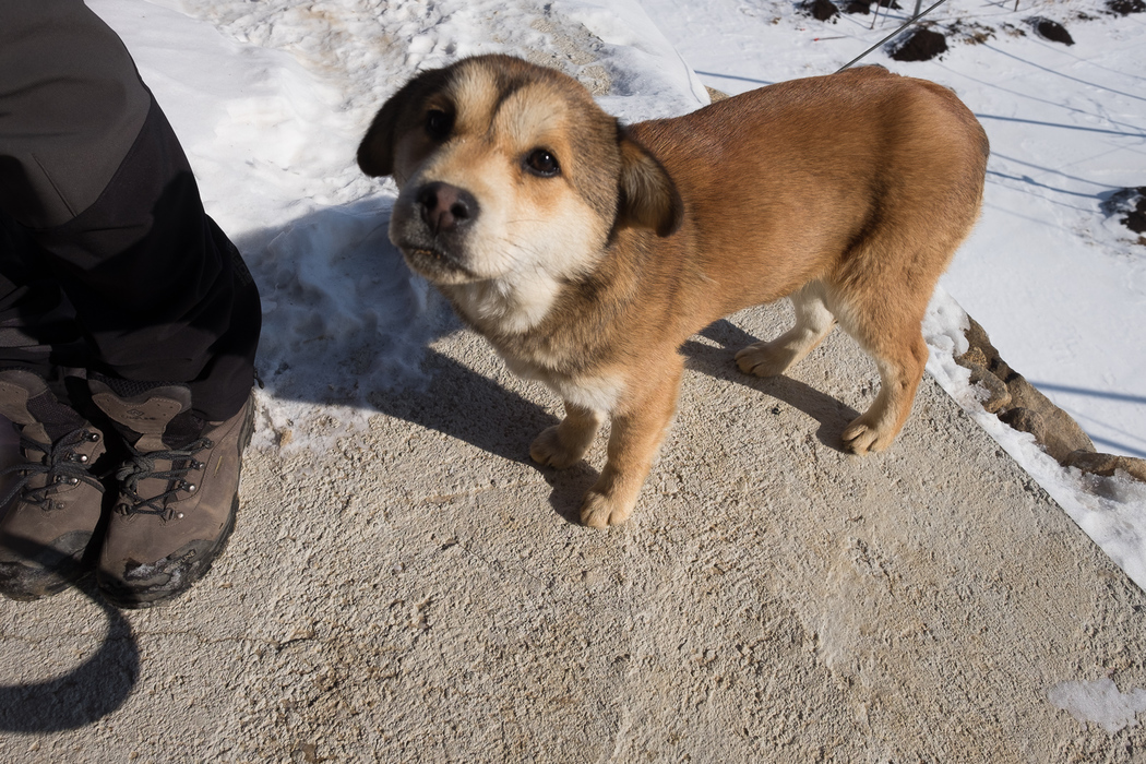 One of the six dogs that roam the apple farm.