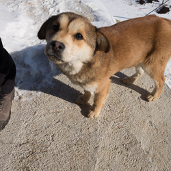 One of the six dogs that roam the apple farm.