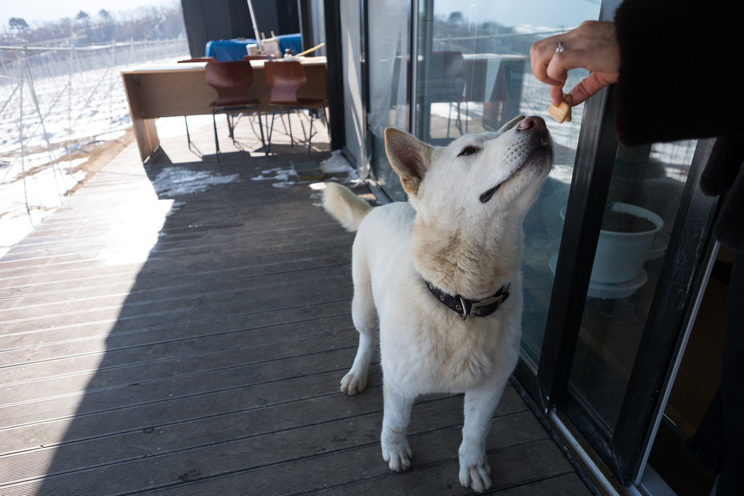 One of the six dogs that roam the apple farm.