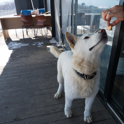 One of the six dogs that roam the apple farm.