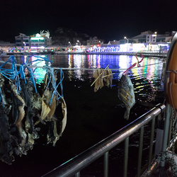 Fish drying in the freezing air, Sokcho.