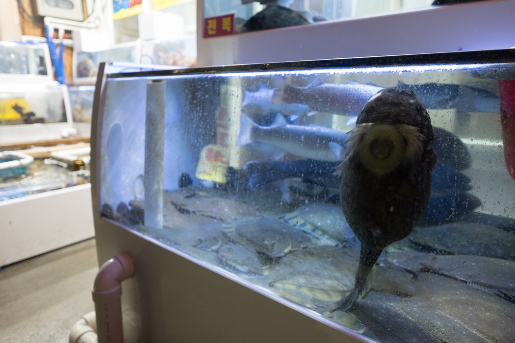 An unusual fish in a Sokcho fishmongers' tanks.