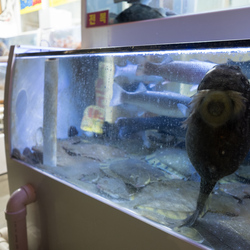 An unusual fish in a Sokcho fishmongers' tanks.