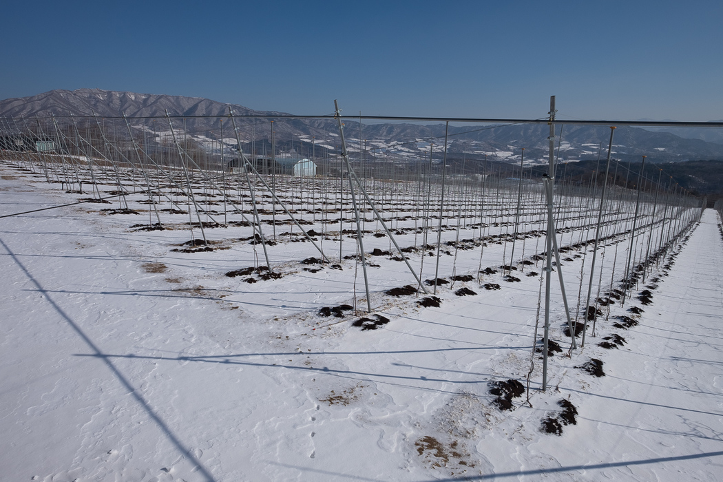 Rows of apple saplings, the apple farm's first year's growth.