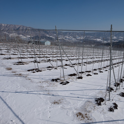 Rows of apple saplings, the apple farm's first year's growth.