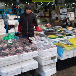 A fish seller at Garak market's fish section.