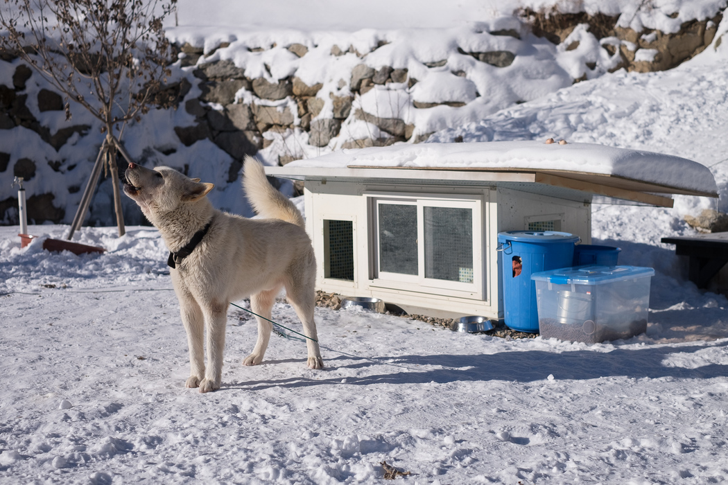 One of Kim Chul-ho's dogs.