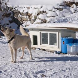 One of Kim Chul-ho's dogs.